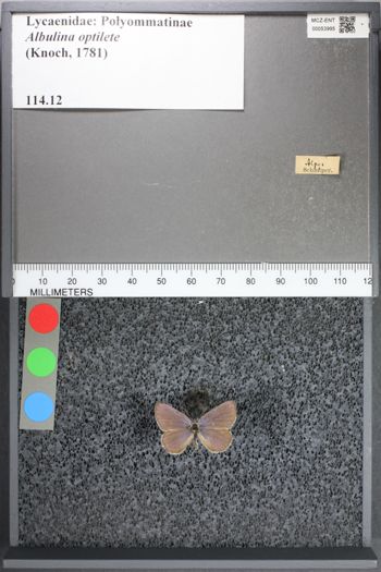 Media type: image;   Entomology 53995